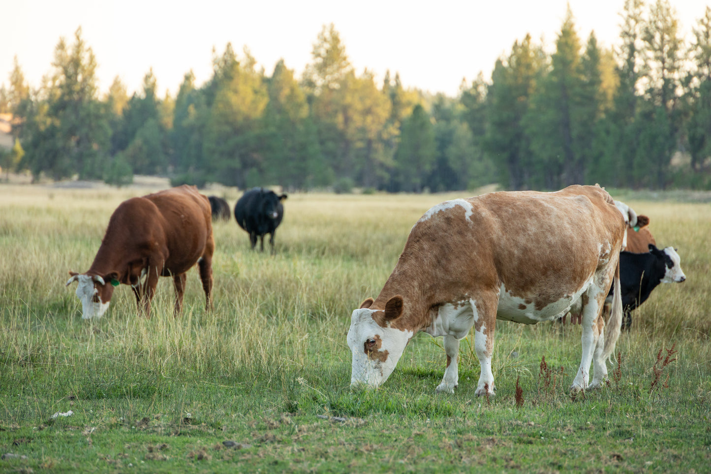 Whole Beef Share Deposit - August 2026