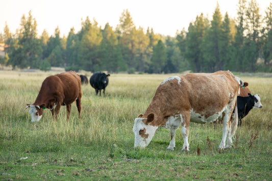 Whole Beef Share Deposit - August 2026