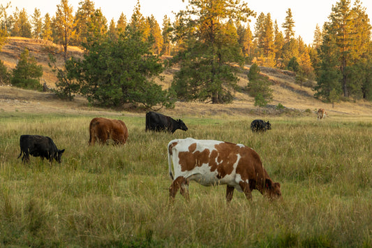 Half Beef Share Deposit - August 2026